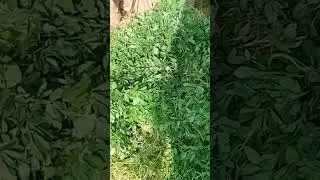 lahore Sabzi Mandi rate today #viralvideo #shortvideo #sabzi #foryoumyvideo #savzirates