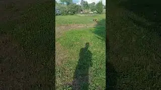 avion vs chien
