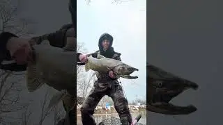 Big Salmon on the Fly! Fishing for Trout and Salmon in December!