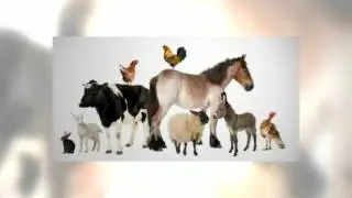 Local Veterinary Marketing