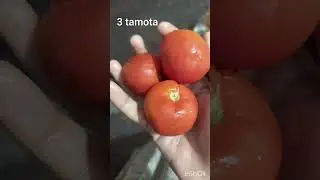 Sunday special routine chicken curry 🍗#shortvideofoodvlogs#shortvideo#