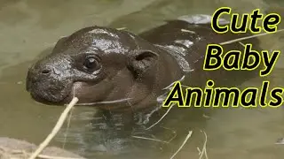 Cute Baby Zoo Animals Of The Month May 2020