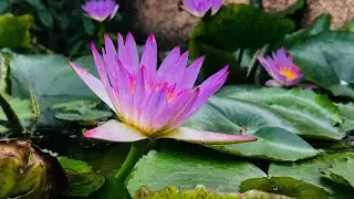Tavaree frames | My Addiction | Flowers | Kannada Music 