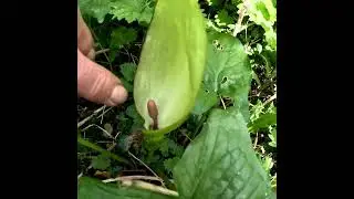 Why Do Flies Love This Weird Flower?