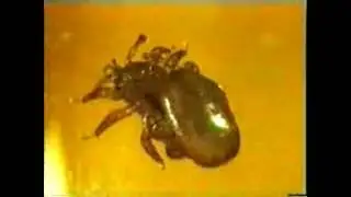 Mating of Tropilaelaps  clareae