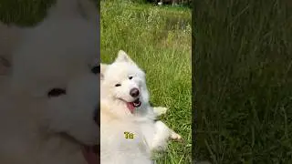 Яппи в лесу @Yuppie_samoyed  #самоед #samoyed #dog #family #лес #природа #самоедскаясобака