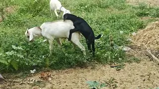 Playing Goat 🐐||Goat fight ||small goat trying to... ||Baby goat and big goat 🐐||