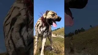 Dangerous DOG Breed 🐕&zwj;🦺😲 #dangerdog #dogshorts #kangal