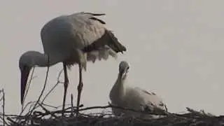 White Stork (Ciconia ciconia) - 2013-06-18