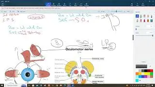 Internal features of brainstem - part 6 ( Cr N. III _ IV _ VI )