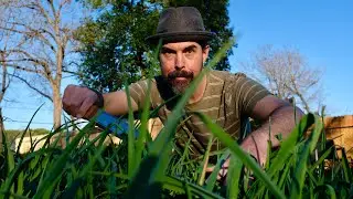 VEGETABLE HARVESTING TIPS FOR BEGINNERS