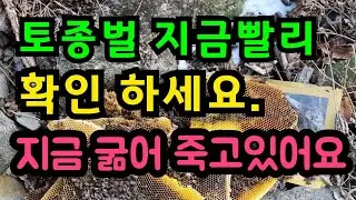 봄벌관리 토종벌 지금관리 못하면 이렇게 됩니다.Spring punishment management If you don't manage the native bees now,
