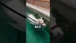 Horse Water Therapy Progression #shorts