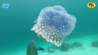 Protect the Ocean, Protect Our Future #GreenActionBluerPlanet