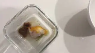 Giải cứu bầy bình tích con từ bụng mẹ (Rescuing baby Molly Balloons from their dead mother)