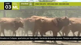 Lote 03