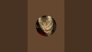 У каналі Hunter -cat відбувається прямий ефір.