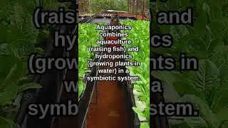 How Aquaponics Works! @BuckeyeBloomstead  #gardening