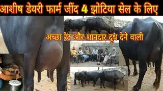 आशीष डेयरी फार्म जींद 4 झोटिया सेल के लिए अच्छा रेट और शानदार दूध देने वाली 