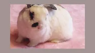 Creamy Loves The Rain #rainydays #bunnylove #rain #sweetbunny #bunnies #rainy #sweet #cutestmoments