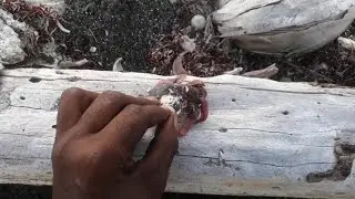 Soldior Crab fishing adventure in Carriacou