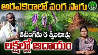 Success Story of Brinjal Farming | అరఎకరాలో వంగ సాగు..లక్షల్లో ఆదాయం | BIG TV