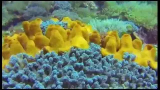Alor is one of best places for diving in Indonesia