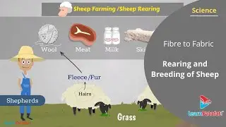 Fibre to Fabric Class 7 Science - Rearing and Breeding of Sheep