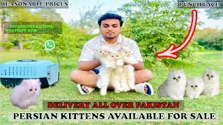 Punch Face Persian kitten Prices/Cheapest cats shop/Triple coated #cats #pakistan #petshop #kitten