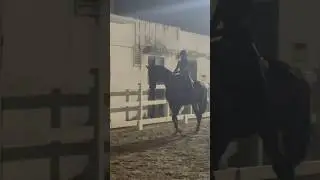 Scared Jan #viralvideo #viralshorts #viral #shorts #equestrian #riding #horse #dressage