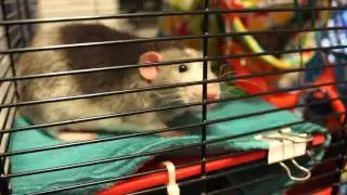 Good bedding for rats