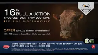 Vlakte Bonsmara | 16th Bull Auction &ndash; Premium genetics on offer