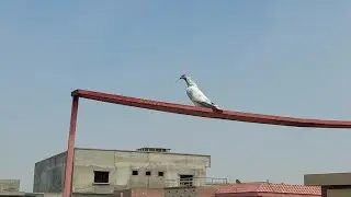 3rd Madi Kalpari Bath Gaye | Hashim Mahmood Pigeons
