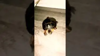 🐢 #music #turtle #fypシ゚viral #cute