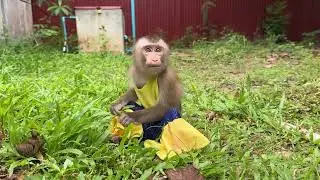 Obedient Baby Monkey ChiChi&Linda Are Very Smart