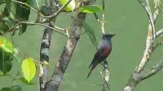 Blue Rock-thrush (M. s. philippensis)