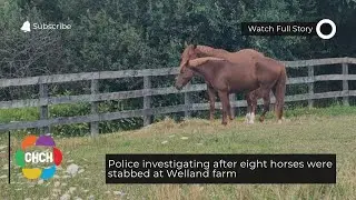Police investigating after eight horses were stabbed at Welland farm