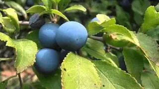 Frutos del Endrino: Prunus spinosa (www.riomoros.com)