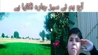 Aj ham ny sabaz chara lagay ha