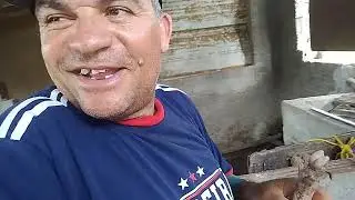 Vacinando os porcos