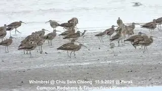 Whimbrel, Common Redshank & Tibetan Sand Plover @ Chiu S C DSCN9435