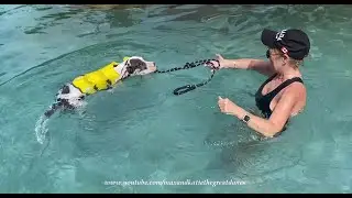 Funny Water Loving Great Dane Puppy Leads Himself For A Swim