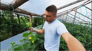 ÎNGRIJIREA CASTRAVEȚILOR SFATURI !
