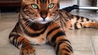 Le chat bengal autoris&eacute; &agrave; Bruxelles &agrave; partir de la 5e g&eacute;n&eacute;ration