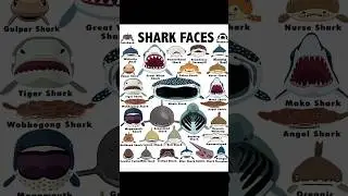 The Great White Shark. #shorts #face #shark