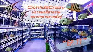 Cichlids​Crazy ปลาหม​อสี​สวยงาม​🐟Ep.11