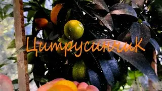 Поставка растений от Всадников
