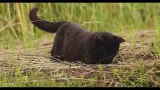Cat catches mouse!