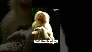 OMG Heartbreaking! Really pity the poor monkey. Her face have a lot of pain. She look so hurt.