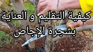 كيفية التقليم و العناية بشجرة الإجاص🍐 الكمثرى 🍐